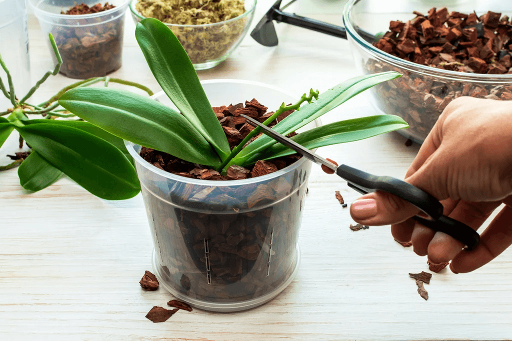 Kwiaciarnia Kwiaty Marzenie/ Sklep Balonik plac Kilińskiego