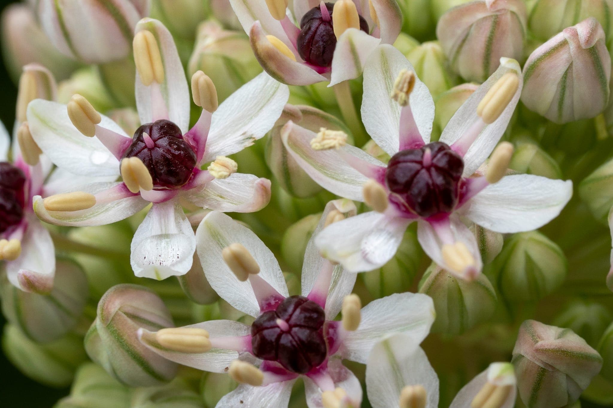 Fiorista Viviana | Mercato della Piazzola