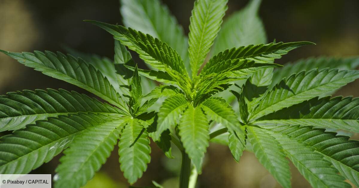 BAMBOO CBD - SHOP CBD
