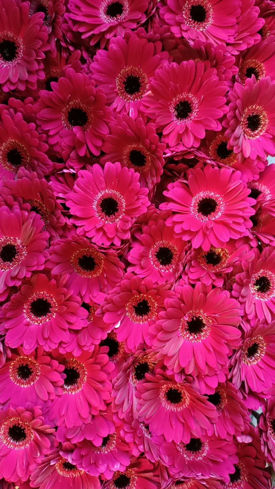 Oh les fleurs - Louis XIV