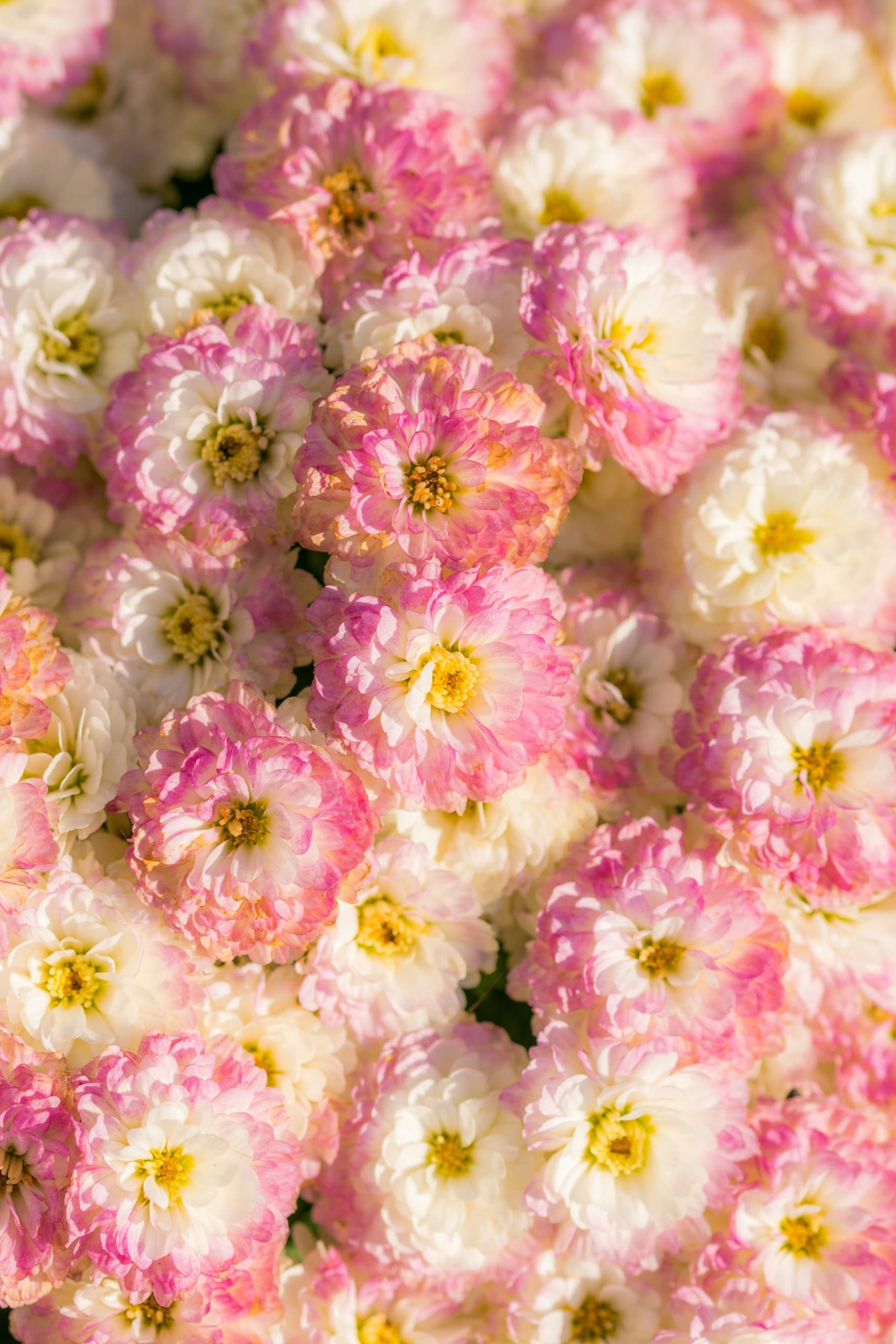 Pinsapo Arte Floral